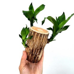 에덴플랜트 행운목 토막 (중) 수경재배 수중식물 천연가습기 행운을부르는식물 관엽 공기정화, 1개