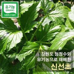 강원도 청정수 유기농재배 신선초 1kg 녹즙용, 1박스