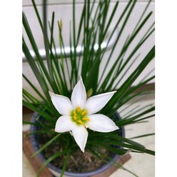 [용이네 화원] 청순가득 흰꽃 나도사프란 090 화원 농원, 1개