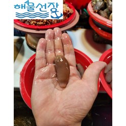 [해물선장] 낚시 미끼용 개불 1마리, 1개