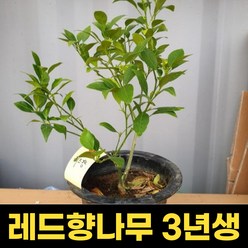 레드향나무 3년생 과수용 결실주 묘목 귤나무, 1개