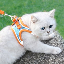 비투비돔 고양이 하네스 고양이 목줄 산책줄 가슴줄, 스카이