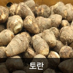 약수농장 국내산 알(피)토란 곡성토란 5kg(특) 10kg(특), 1박스, 토란5kg