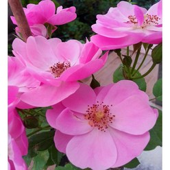 [이삽저삽] 안젤라 피스사계장미묘목(키1.2~1.5m내외/6치포트)유럽사계줄장미 핑크색 꽃이 오랫동안 피는 매력적인 장미/울타리 조경용 관상용, 1개