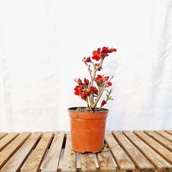 붉은 흑광 홍 명자 나무 빨강 꽃 산당화 홍매 분재 화분, 1개