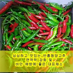 야과몰 싱싱 반홍 청양고추 (3kg), 3kg, 1박스