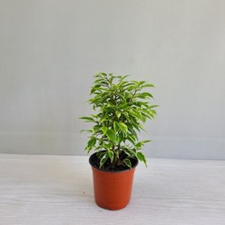 온누리농원/ 나타샤벤자민 /공기정화식물/ 반려식물, 1개