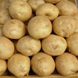 23년 수확 포슬포슬 햇감자 수미 감자 카스테라 국내산 3kg 5kg 10kg, 5kg 중 (통구이용), 1개