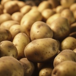 [한가락] 감자20키로 국내산 수확감자 가락시장 당일경매 대용량 업소용 왕왕 왕특 다양한 사이즈 감자20kg, 1개, 왕특 20kg