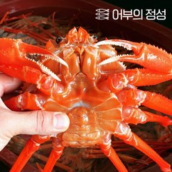 [어부의정성]경북포항 김민호님의 제철홍게 정품 (12마리), 단품