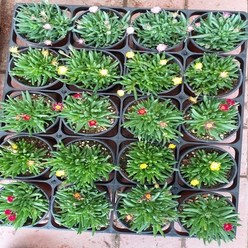 행복한꽃순이 미니송엽국(분홍 노랑 빨강) 묶음, 10개