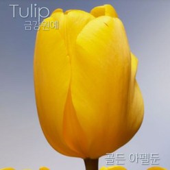 튤립(Tulip) 추식 구근 입고 금강원예, 티스부츠 thijs boots(5구), 1개