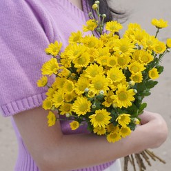[계절의꽃] 소국 생화 금수 한단 노란소국 꽃꽃이 꽃배달 꽃 한단