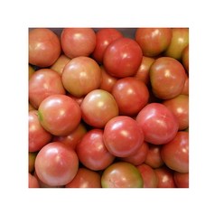 따봉이네과일 단단한 토마토, 토마토 5kg 크기랜덤, 1개