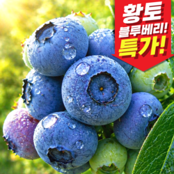 [특품할인]2026년 국내산 생과 생 블루베리, 1개, 곧마감 _500g (인기!