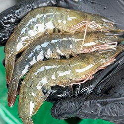 26년 국내산 활 흰다리 새우 생새우 500g 1kg, 1개, 국내산활흰다리새우1kg(38-43미내외)