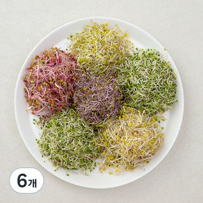 모둠새싹, 500g, 6개