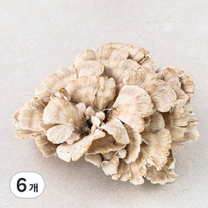 잎새버섯, 120g, 6개