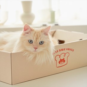 닥터펠리스 고양이 애착박스, 화이트, 1개