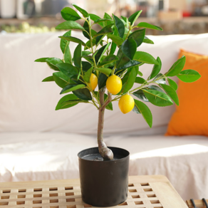 뷰티풀데코센스 조화 레몬나무 45cm, 옐로우, 1개