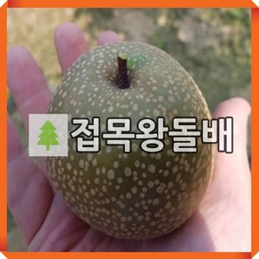 돌배나무 묘목 접목왕돌배 R4cm 결실주 분묘