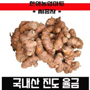 강황종자 율금종자 울금종근 강황종근 씨앗 울금 종근 종자, 1kg, 1개