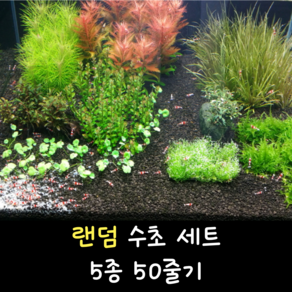 [수초대부] 랜덤 수초 세트 5종 50줄기 (무료배송) (키우기 쉬운 초보 수초) (달팽이 이끼 없는 수초), 1개