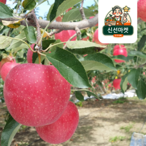 경북 부사 꿀사과 가정용 못난이 정품 3kg 5kg 10kg, 1개, [정품] 5kg 중대사이즈