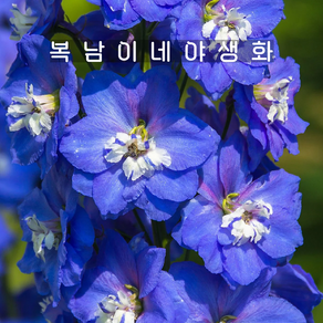 델피늄 엑스칼리버 다크블루 [3개 복남이네야생화 모종 락스퍼 델피니움 delphinium], 3개