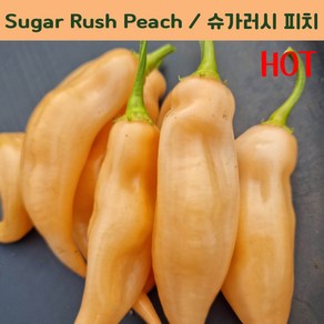 Suga Rush Peach 슈거 러시 페퍼 희귀 고추 매운고추 특수작물, 1개