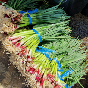 제철 노지 풋마늘 1Kg 잎마늘 풋마늘대, 싱싱한 풋마늘 2Kg