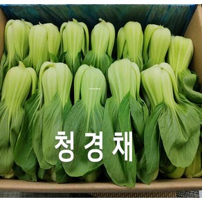 청경채 국내산 청경채 4kg 야채맘, 1개