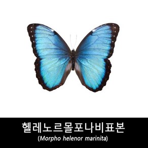 헬레노르몰포나비표본-Mopho heleno mainita, 1개