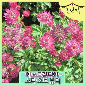 [초선지] 아스트란티아 반지꽃 2년생 개화주 6치 스타오브뷰티, 스타 오브 뷰티, 1개