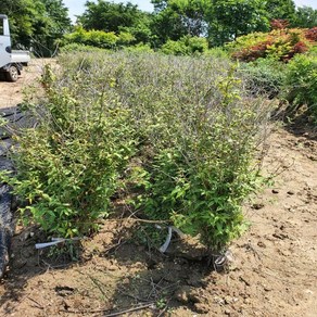 충주원예조경 / 황매화 / 80cm / 개화주, 1개