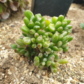 [수암다육] 우주목백금 랜덤발송 Crassula ovata 'Golum' f. variegata 랜덤발송 다육 다육이 다육식물 108