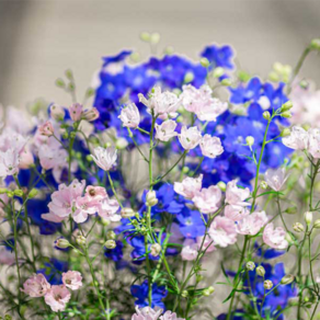 델피늄 제니스펄 핑크/블루 (꽃씨앗/10립) Delphinium Jenny's Peal