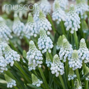 무스카리(Muscari )추식 구근 마논(1set-5구) 금강원예