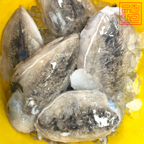 미자네농수산 생물 갑오징어 1KG, 1개, 생물 갑오징어1KG(6미내외)