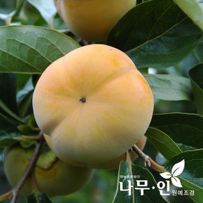 [나무인] 단감나무 결실주 R2~3, 1개