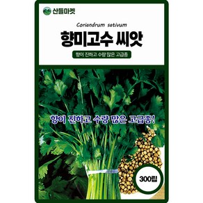 KS종묘 향미고수 씨앗 300립 향이 진하고 수량 많은 고급 품종 종자, 1개