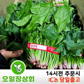 < 오일장 상회 > 국내산 남해 고성 시금치 1kg 2kg 3kg, 1개