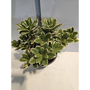 식물공장 칼라만리향 무늬만리향 중품 야생화 25-40cm 119, 1개