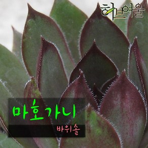 [허브여울바위솔] 마호가니 바위솔 (노지월동) 지름 9cm 소품 다육화분, 1개