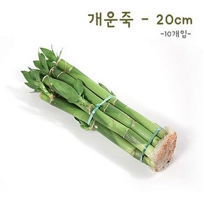 /에코키즈 개운죽 20cm-10p, 1개