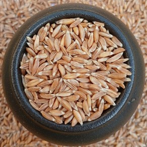 파로 10kg FARRO 미국산 엠머 밀 고대곡물 (2024년산), 1개