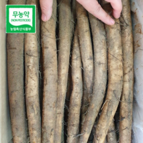 국산 무농약 우엉 속이 알찬 통우엉, 무농약 우엉2kg (반찬용), 1개