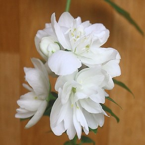겹고광나무(깔끔한꽃에 꽃향가 고운아이입니다), 1개