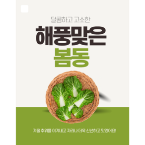 (당일경매) 국내산 제철 해풍 봄동 봄동배추, 1개, 5kg