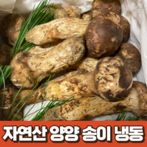 자연산 양양 송이 냉동 500g 국산 산지 직송 자연산 송이버섯 국내산 자연산송이 송이버섯 국산자연산 부모님 선물세트 백화점 선물